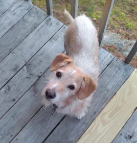 Eddie standing on a wooden deck, looking up at the camera