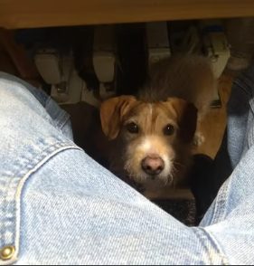 Eddie peeking out from under a workbench between someone's knees