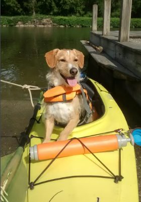 Eddie the dog wearing a life vest, sitting in a yellow kayak by the canal